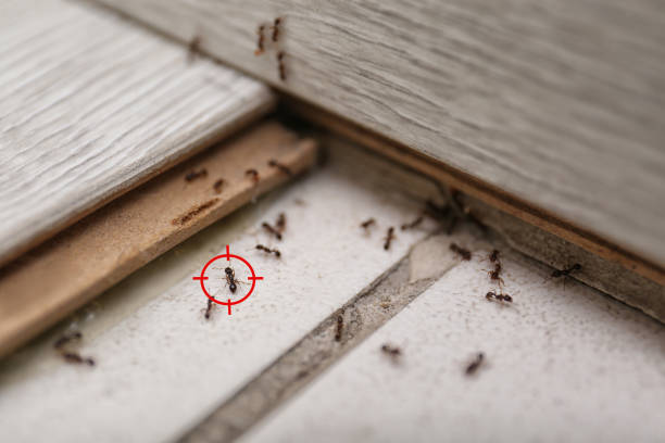 Professional Pest Control in West Dennis, MA